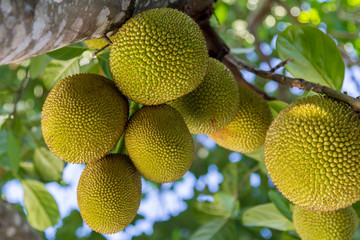 Jackfruit