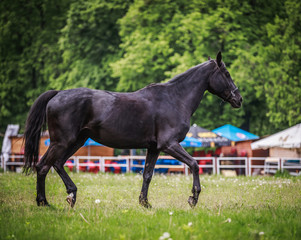 Black horse running around the huge grass pens