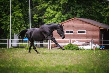 Black horse running around the huge grass pens
