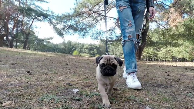 Puppy pug walking in the wood