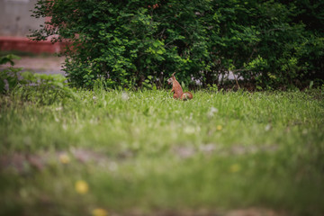 Squirrels frolic near the tree