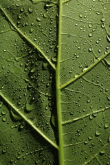 Closed up green leaf with rain drop