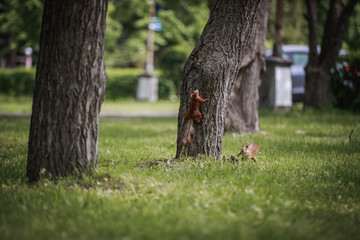 Squirrels frolic near the tree