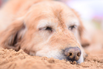 Dog sleeping on the beach with nose covered in sand close up portrait