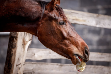 Bay horse eating an apple