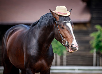 Portrait of a black stallion in a hat