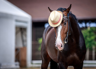 Portrait of a black stallion in a hat
