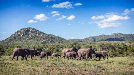 African bush elephant in Kruger National park, South Africa