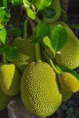 Jackfruit tree