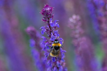 Close-up detail of a honey bee apis collecting pollen from flower in garden