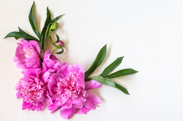 composition of peony flowers on white background. Flat lay, top view,with copy space