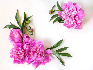 compositions of pink peony flowers on a white background. Flat bed, top view