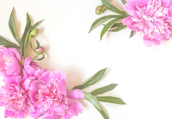 compositions of pink peony flowers and green leaves on a white background. Flat bed, top view,with copy space
