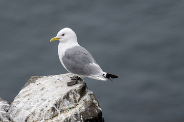 Kittiwake (Rissa tridactyla) on the cliffs of the Isle of May