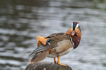 Portrait of Duck. Close up male mandarin duck (Aix galericulata)