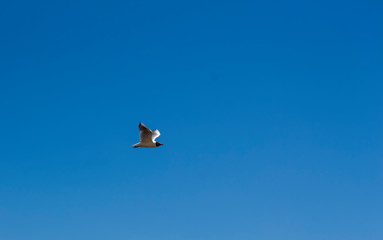 white gull flying in the clear blue sky