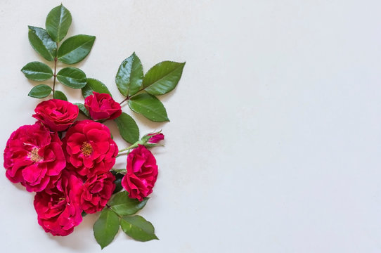 composition of rose flowers and green leaves on a white background.with copy space.flatley is the top view