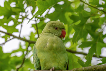 Close up view of the green rose-ringed (Psittacula krameri) parakeet