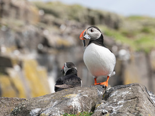 Atlantic Puffin (Fratercula arctica) at isle of May, Scotland