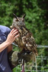 owl in flight
