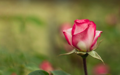 pink rose growing in outdoor garden with copy space