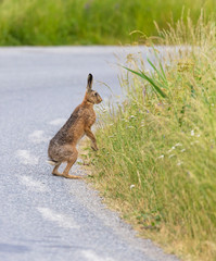 A small hare standing by the roadside