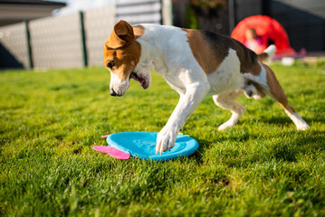 Beagle dog running with a round toy