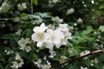 Beautiful white Jasmine flowers in the bush