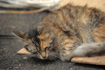 homeless cat sleeping on the street