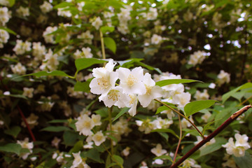 Beautiful white Jasmine flowers in the bush