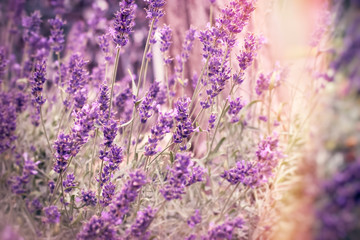 Lavender flower in flower garden, selective and soft focus on flowers 