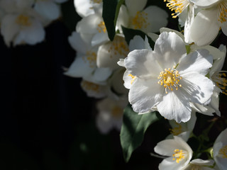 Obraz premium Jasmine flowers on a dark background lit by the sun.