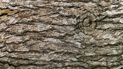 Textura de tronco de madera con mucha textura