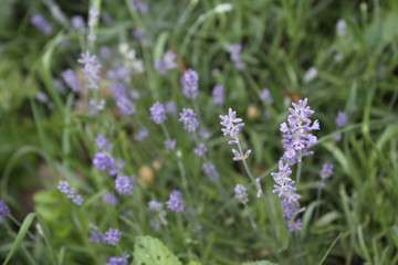 Lavandula commonly lavender in my organic garden, beautiful flower