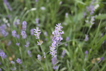Lavandula commonly lavender in my organic garden, beautiful flower