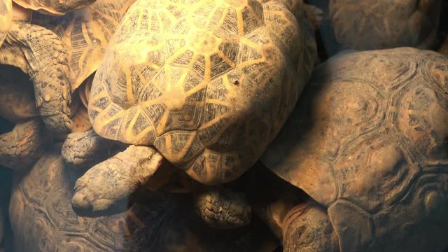 インドホシガメ、ホシガメ / Indian star tortoises, Geochelone elegans, piled up on top of each other, 4K