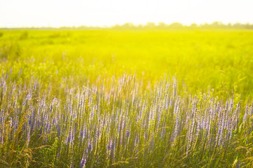 Obraz na płótnie Canvas beautiful green prairie scene at the sunset