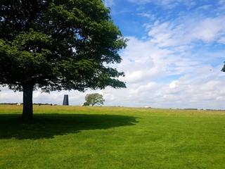 tree in a field