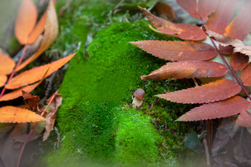 Small mushroom among green moss and bright multicolored leaves, scenic colorful autumn landscape or forest background, delicate macro view