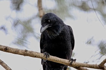 crow