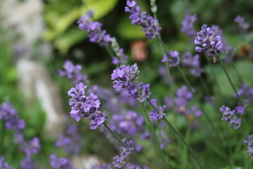 Obraz premium Lavandula commonly lavender in my organic garden, beautiful flower
