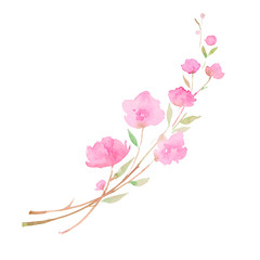 Cherry blossom,  sakura. sketch painting.  Branch with pink flowers, watercolor illustration