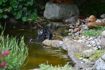 Amsel