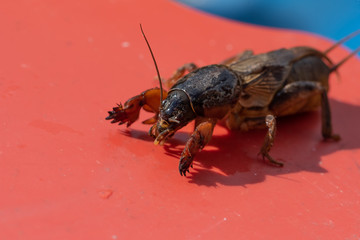 Very big medvedka or mole cricket on the red background. Close-up or macro photography. Sunny summer. Scary insect.
