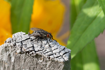 Fly on a piece of wood. Macro / micro photography. Extreme close-up.