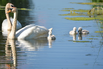 Schwanfamilie