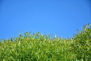 green grass and sky