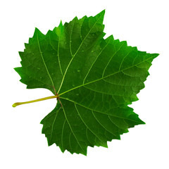 one leaf of grapes isolated on white background, a bottom side of the leaf