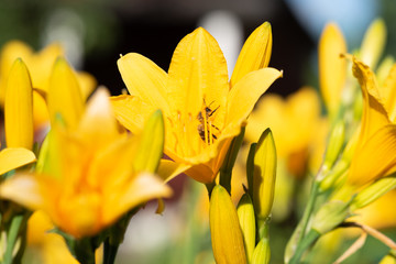 Bee pollinates a yellow iris. Summer. Close-up. Macro Photography.. 