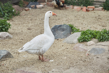 Cute white goose in the zoo closeup